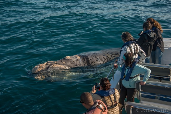 Whale Watching Knysna - Close Encounter Experience Ocean Odyssey - Photo 1 of 13
